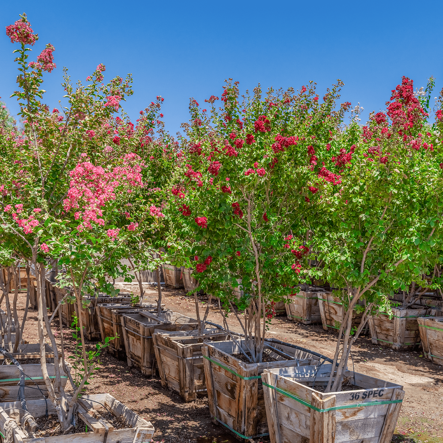 muskogee crape myrtle row shot.jpg