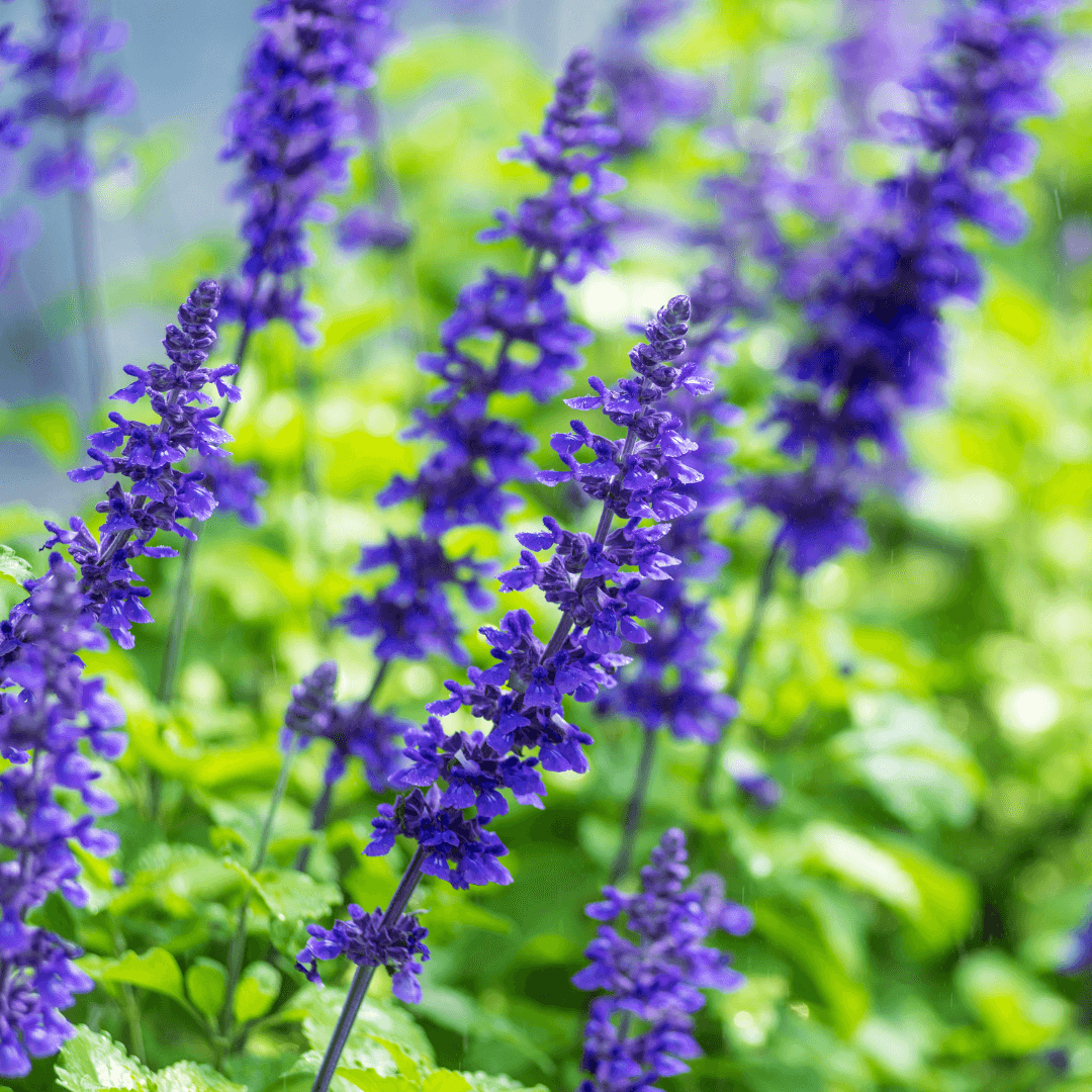 Beautiful Blooming Mystic Spires Salvia Plant