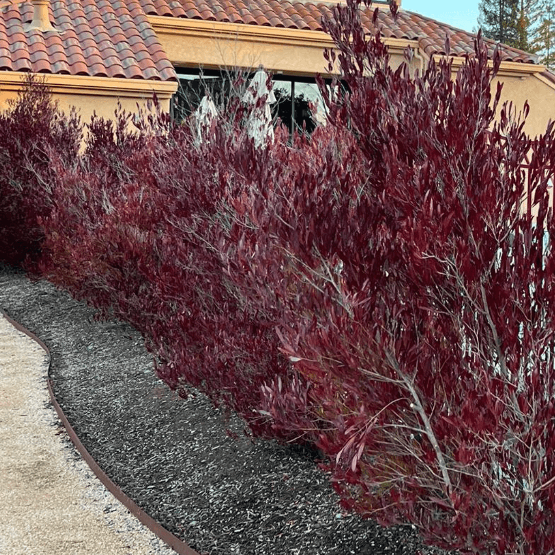 Multiple Mature Purple Hopseed Plants Planted in a Row with Bold Vibrant Foliage