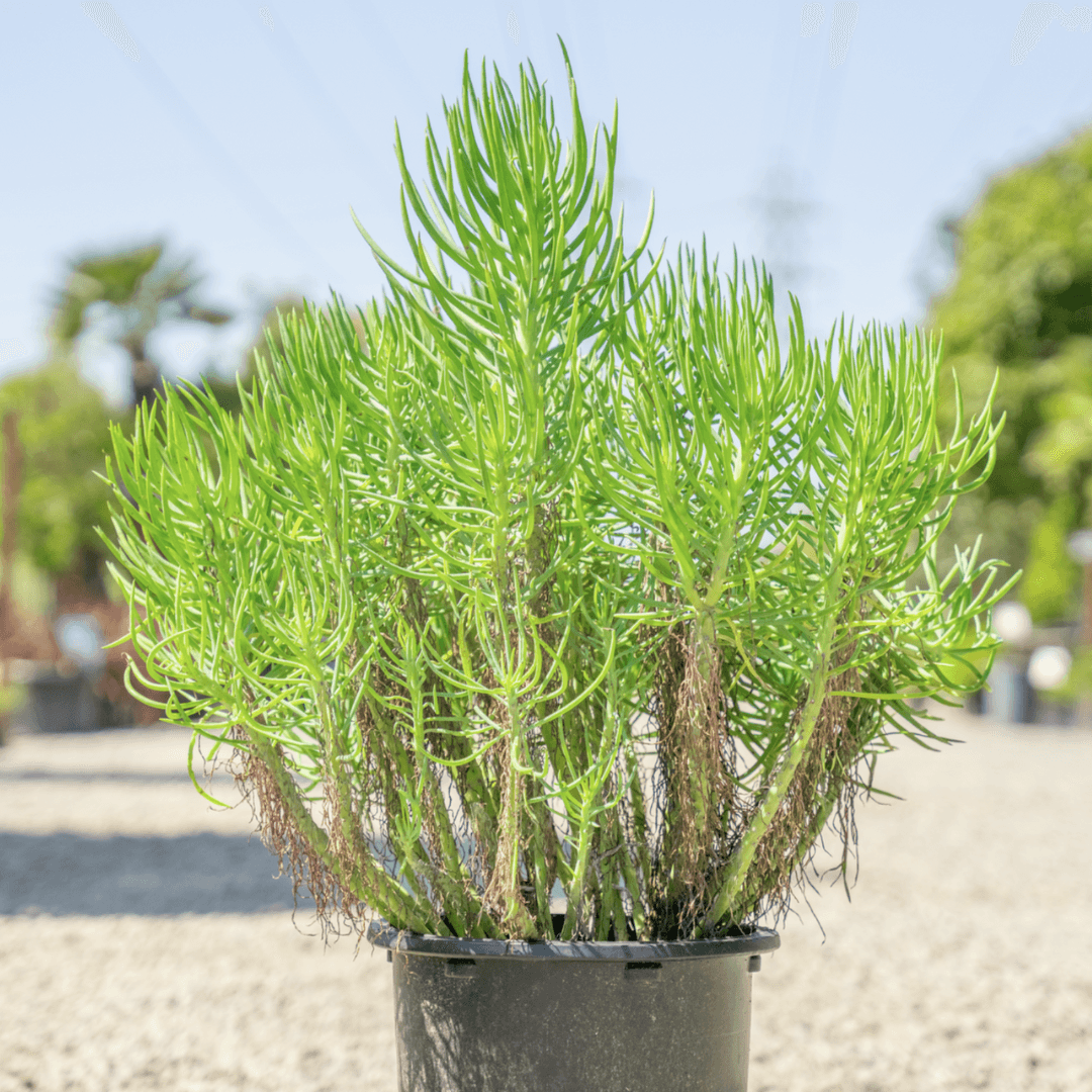 Dense Narrow Leaf Chalksticks
