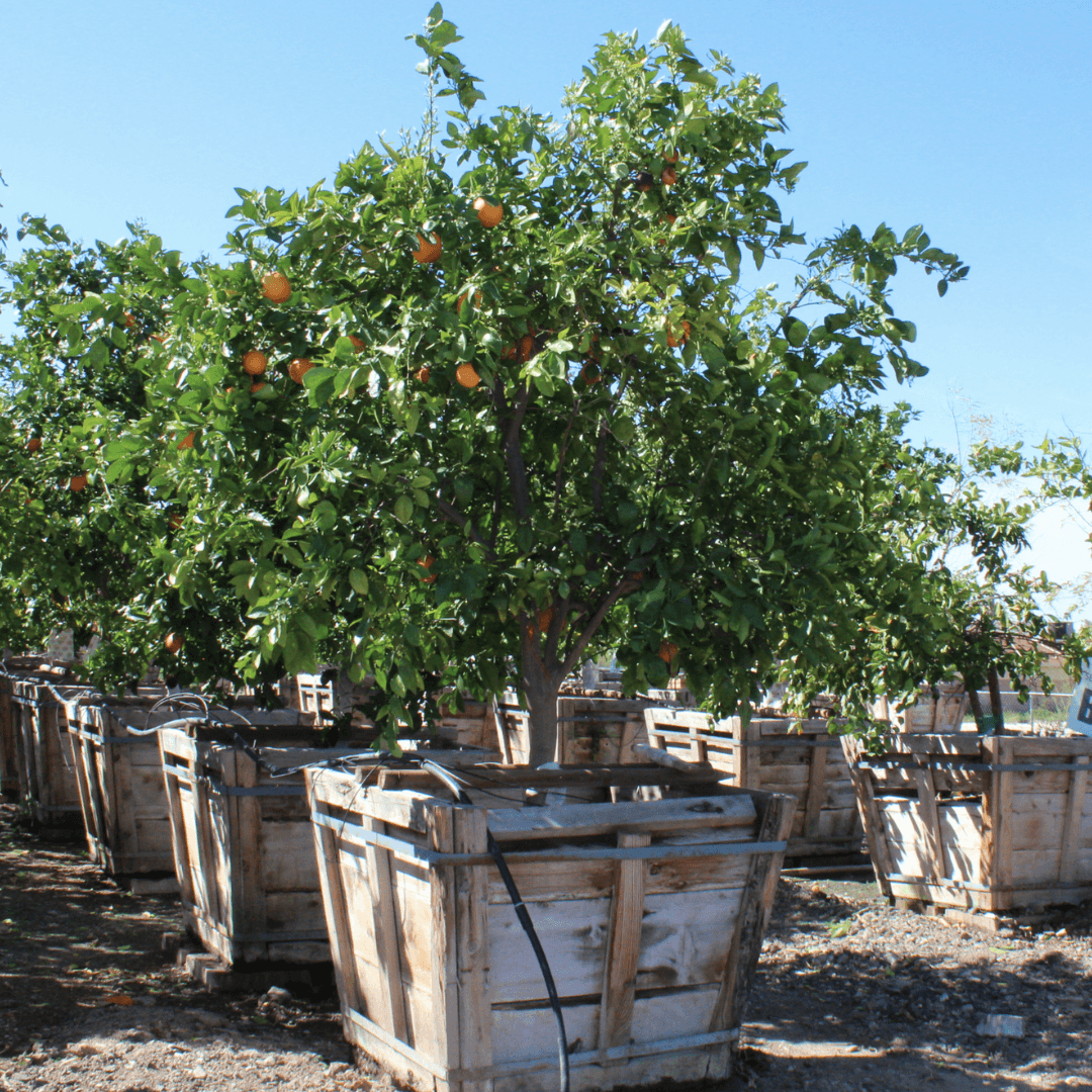 Beautiful Blooming Navel Orange With Fruit