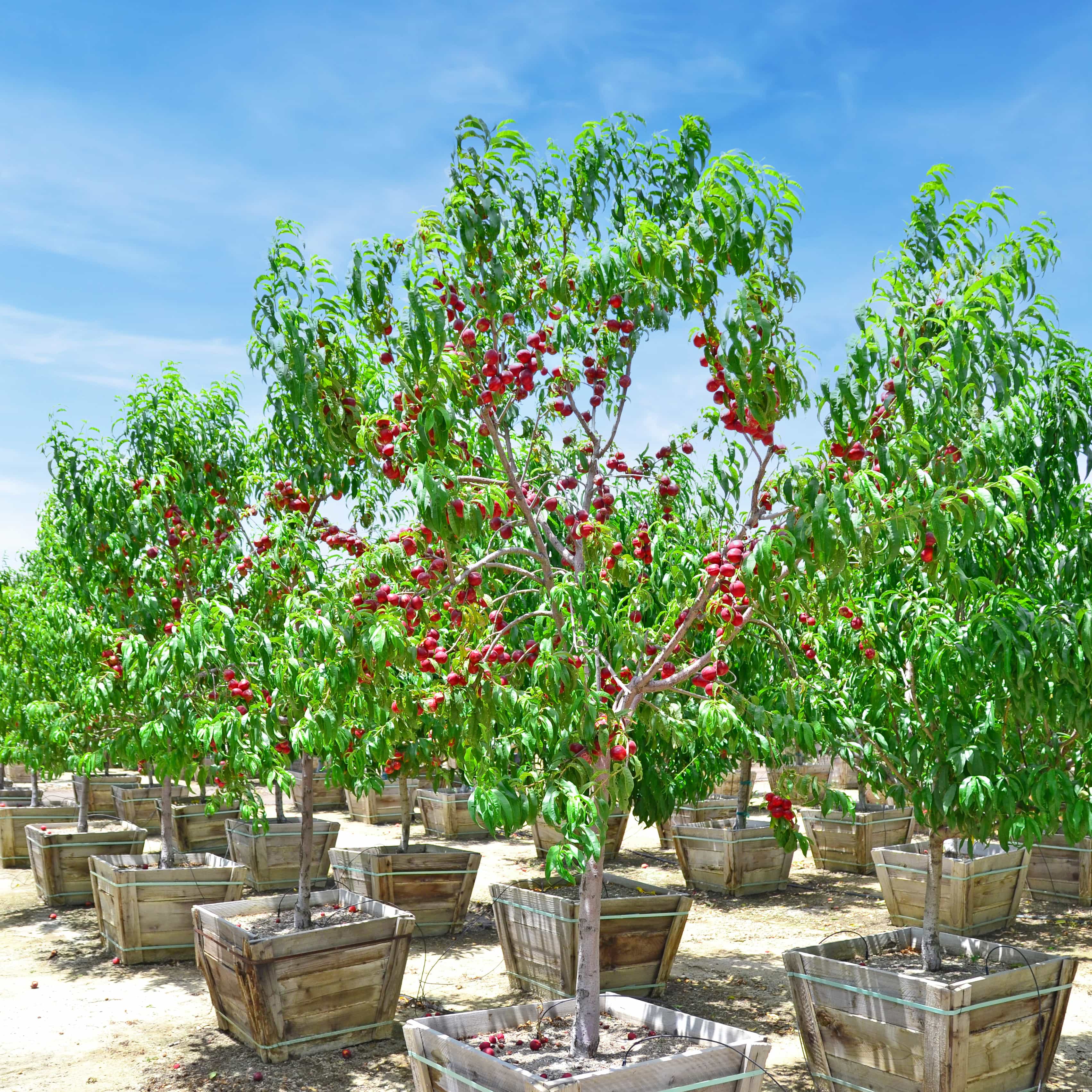 Nectarine