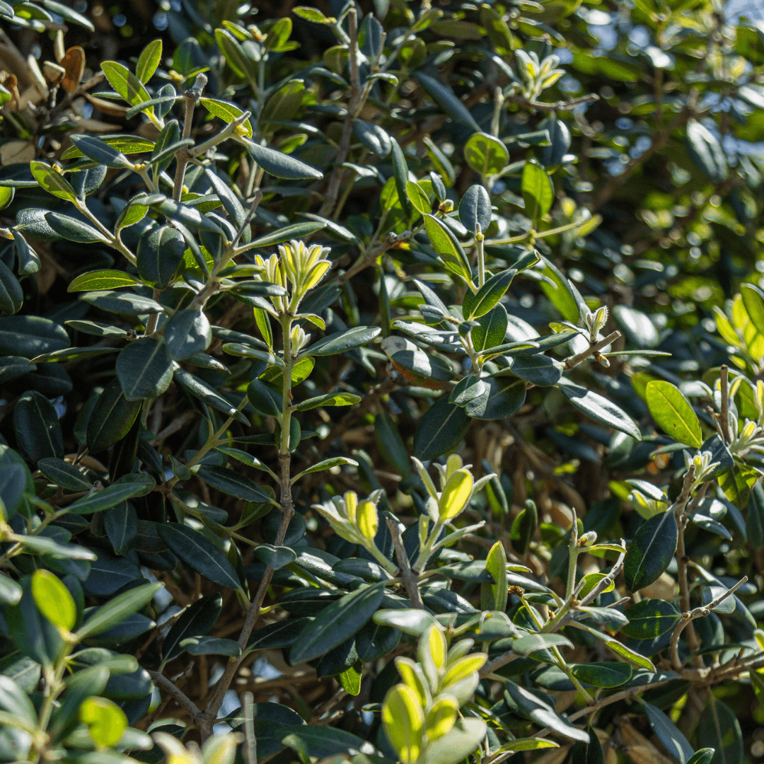 New Zealand Christmas Tree Foliage