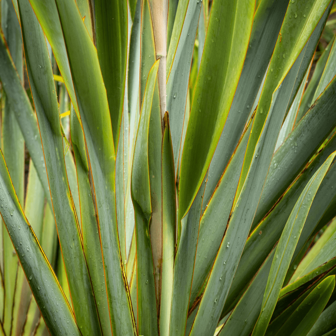 Dense Green New Zealand Flax