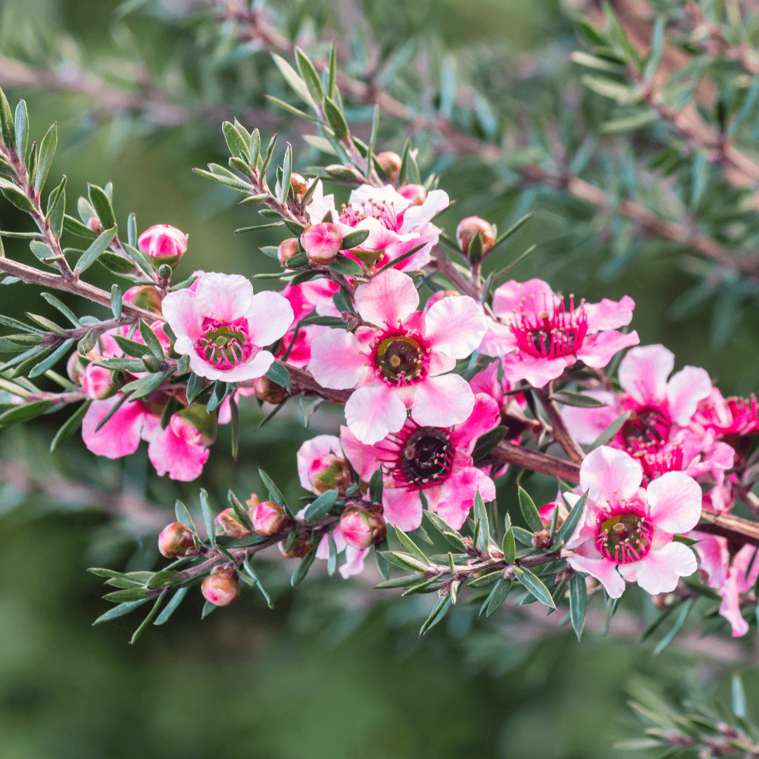 Beautiful Blooming New Zealand Tea Tree 