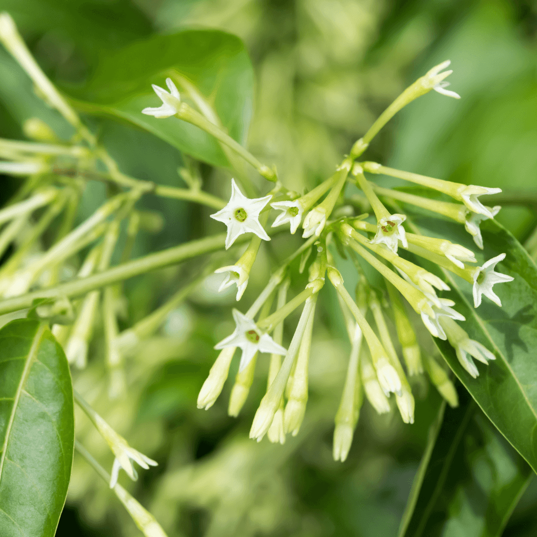 Beautiful Mature Night Jasmine Plant with Vibrant White Flowers