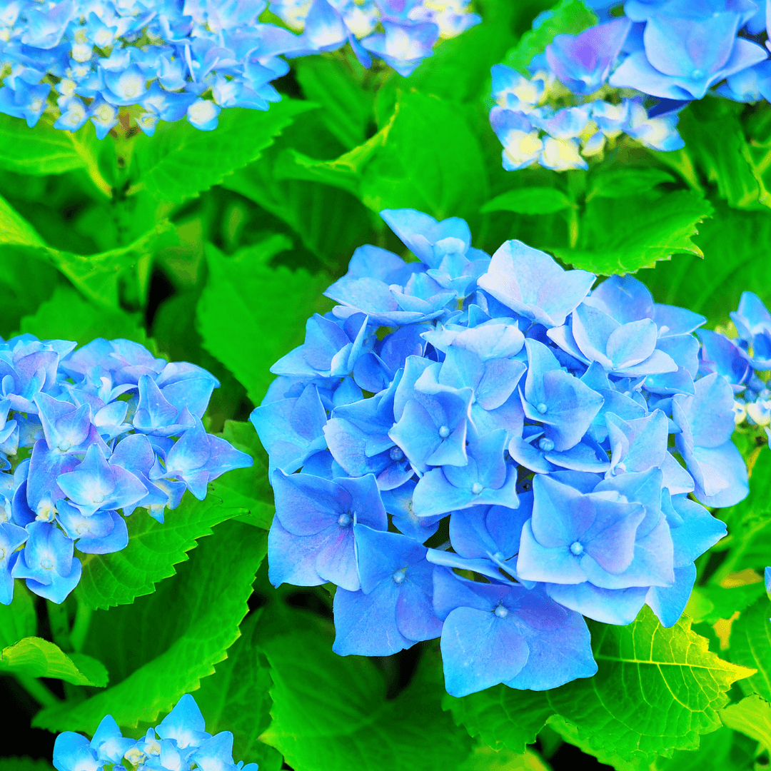 Close up Photo of a Mature Blooming Nikko Blue Hydrangea Plant with Vibrant Blue Flowers