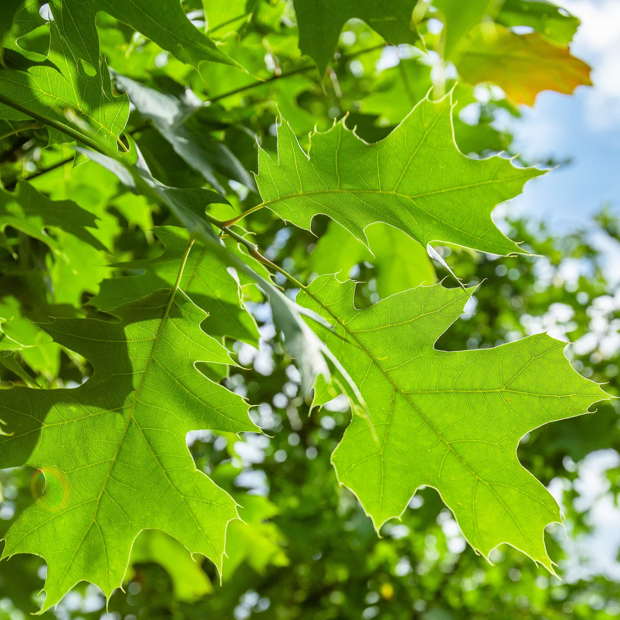 Northern Red Oak leaves