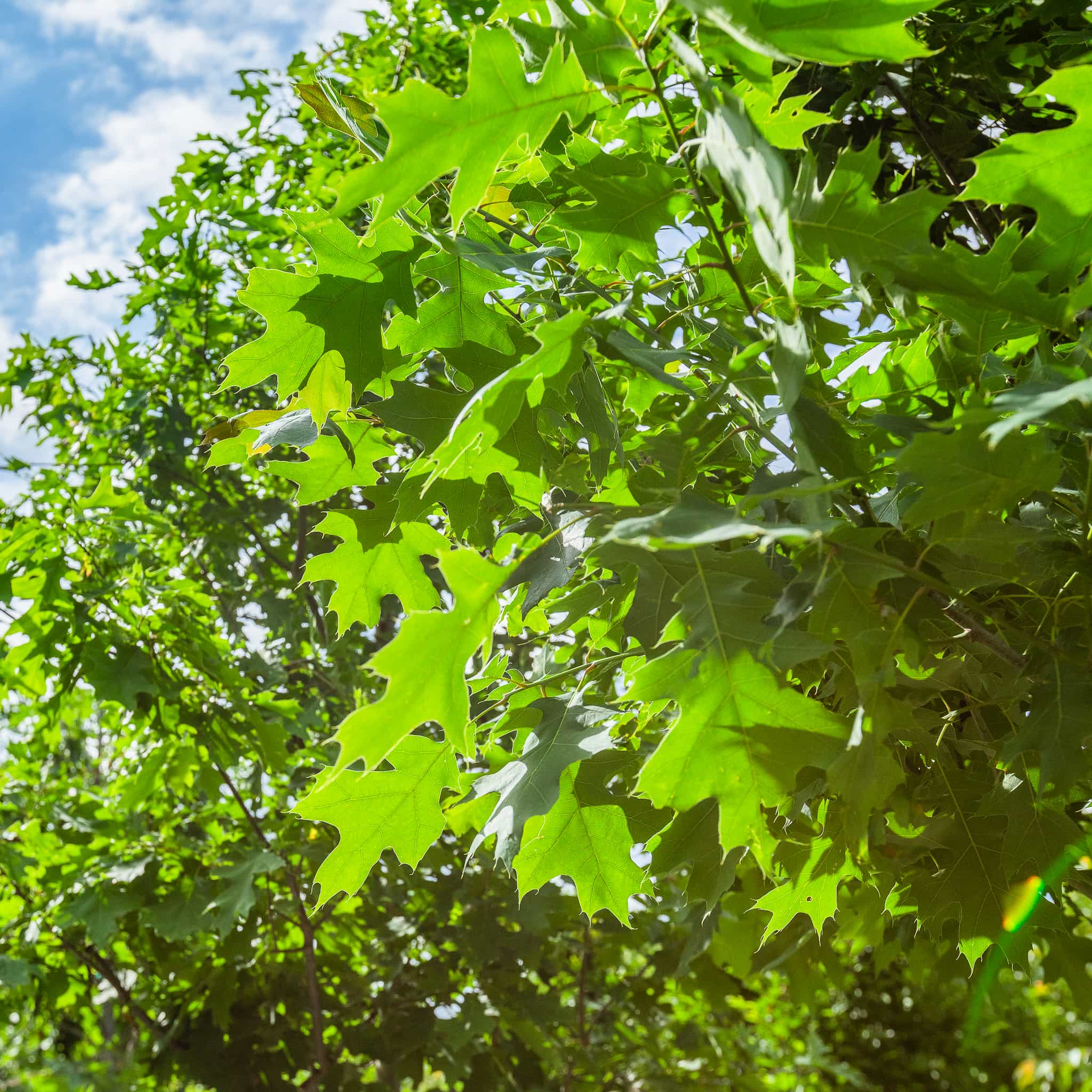 Northern Red Oak leaves