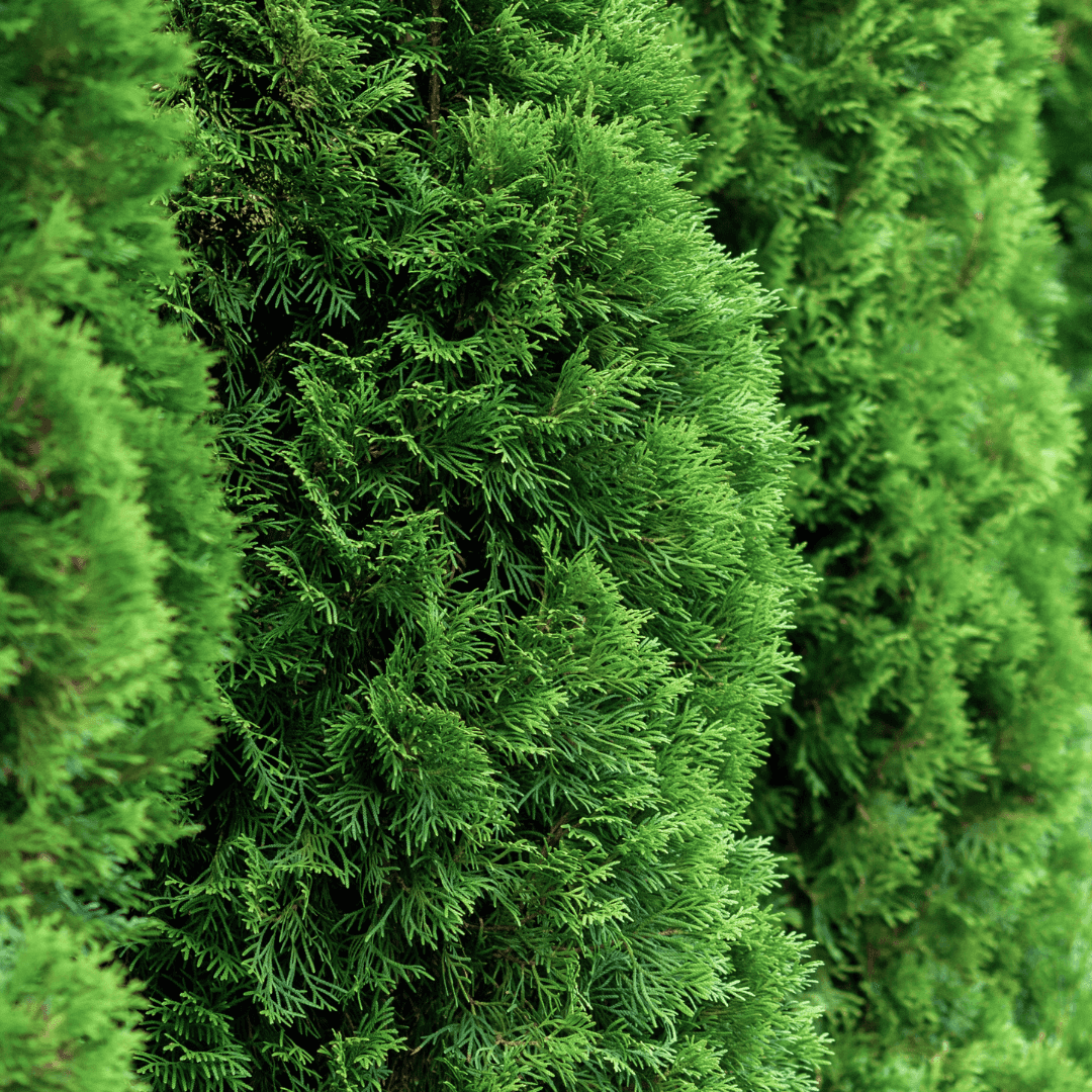 Multiple Dense Green Northern Spire Arborvitae Planted in a Row