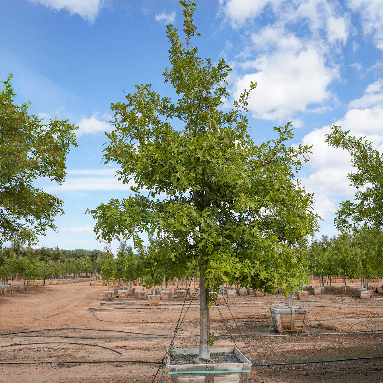 Nutall oak single