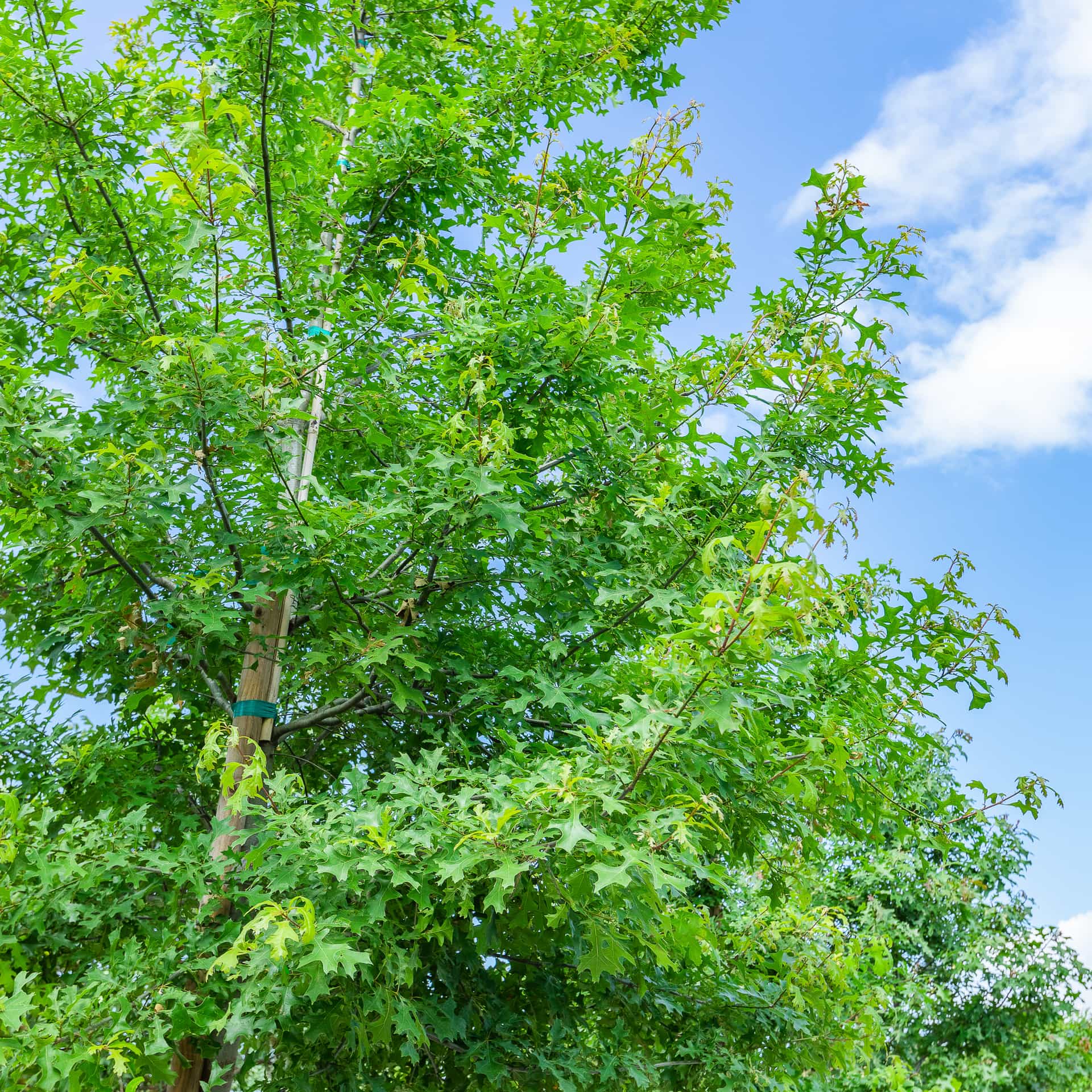 Nutall oak canopy