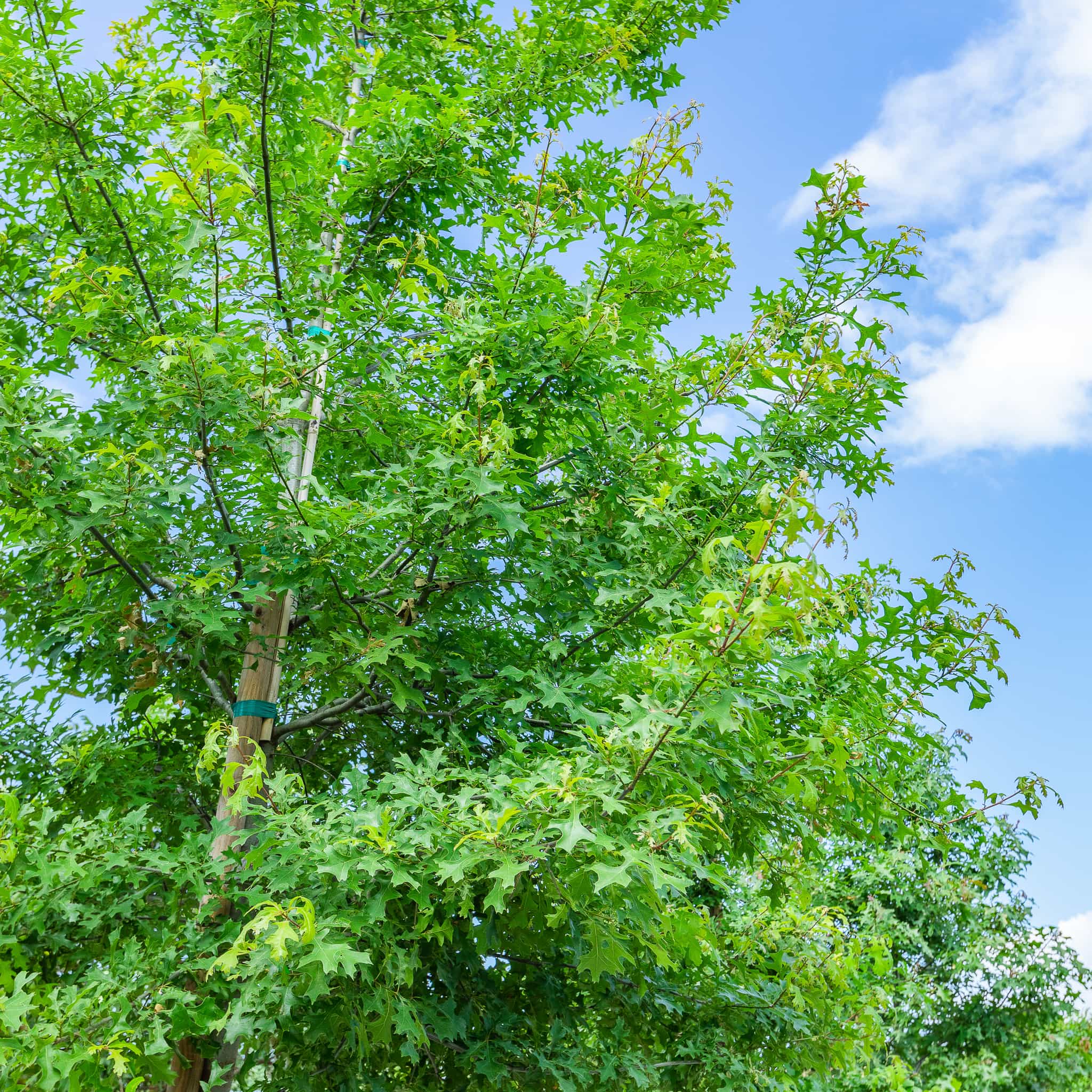 Nutall oak canopy