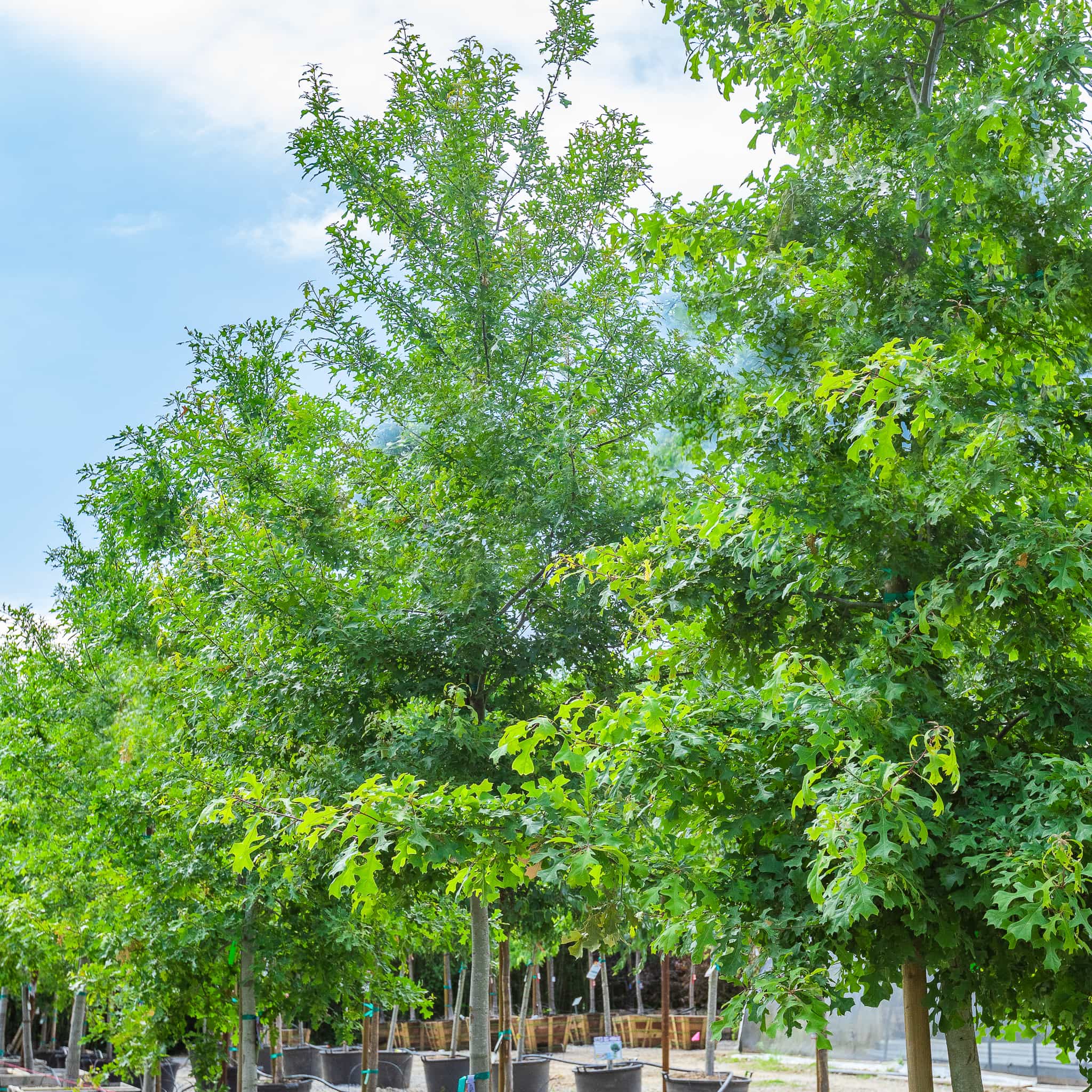 Nutall oak