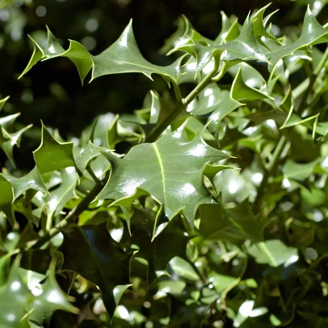 Dense Green Oakland Red Holly Tree