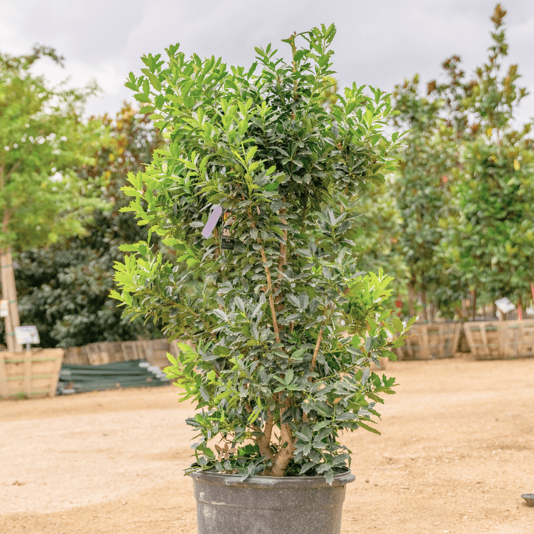 Oakleaf Holly