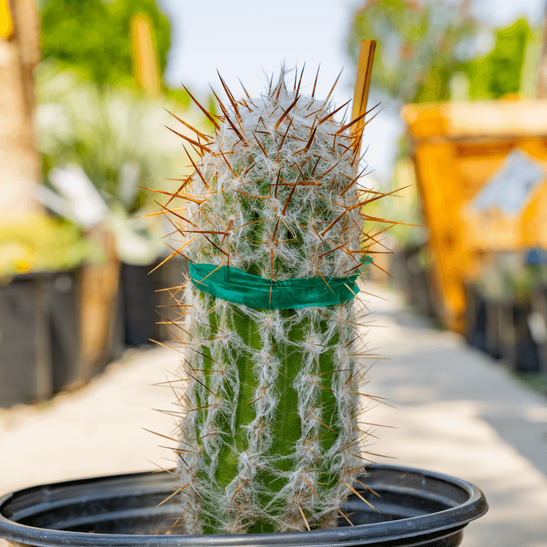 Old Man Cactus Close Up