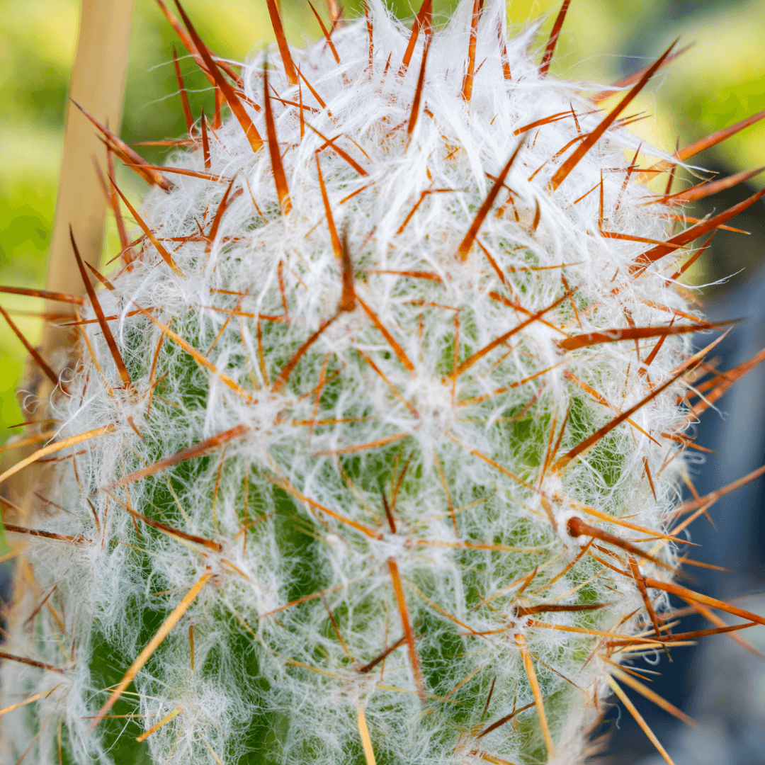 Old Man Cactus Thorns Close Up