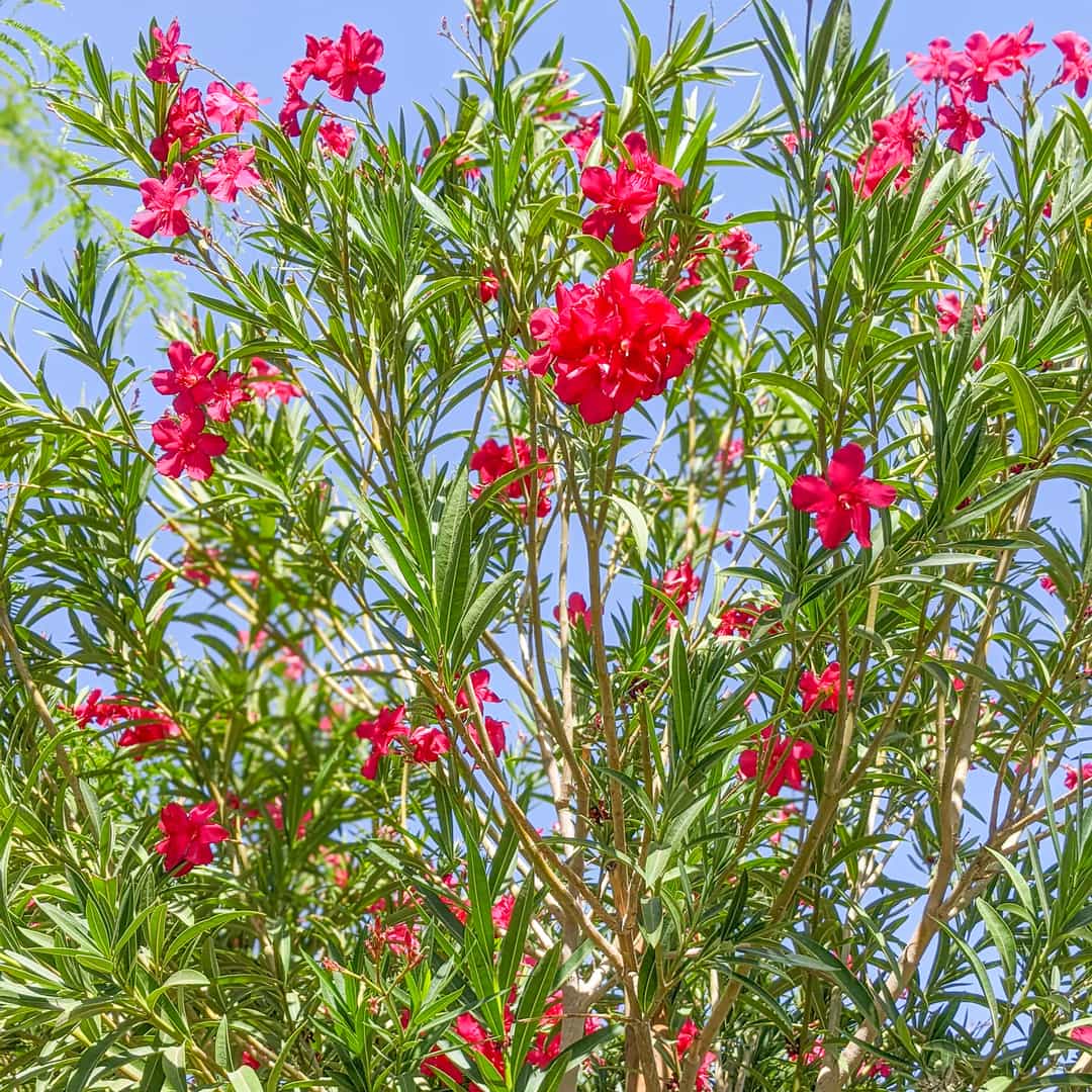 Dwarf Oleander Red | Shrubs | Moon Valley Nurseries