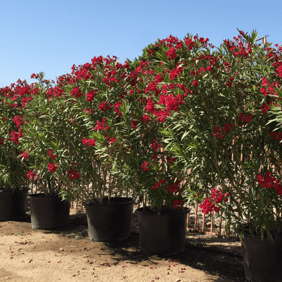 Dense Mature Oleander Hedge with Vibrant Red Blooms