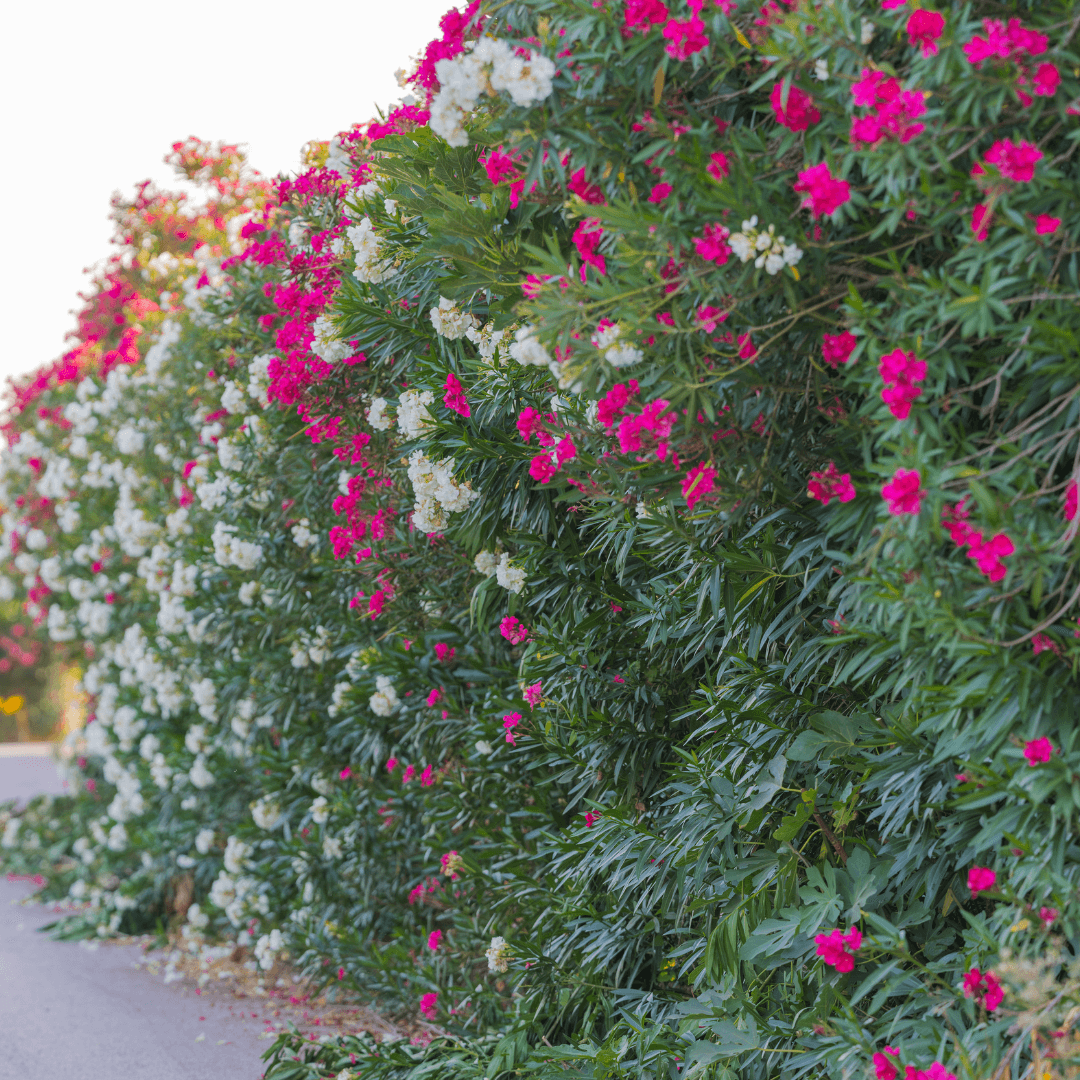 Blooming Mature Oleander Hedge with Vibrant Flowers