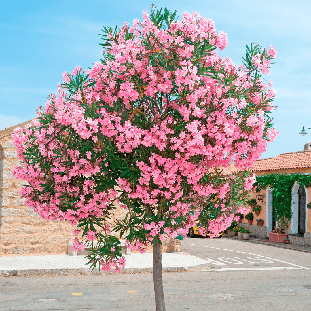 Beautiful Blooming Pink Oleander Tree