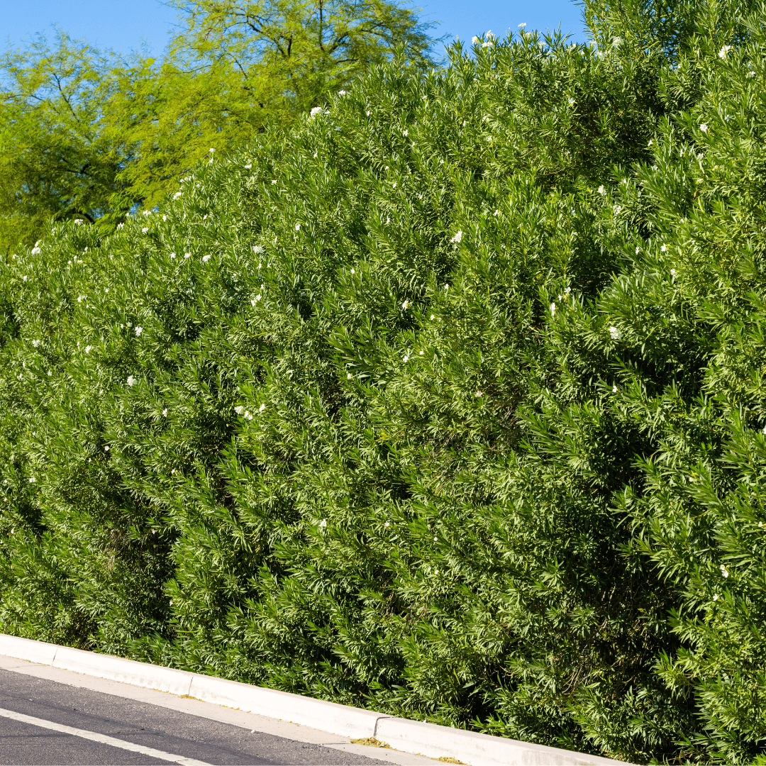 Multiple Mature Dense Oleander Hedge With Vibrant White Flowers 