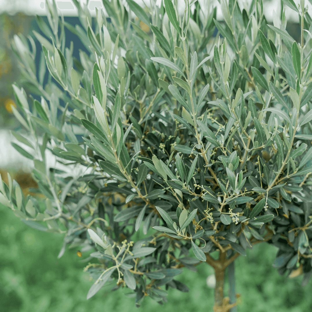 Small Olive Tree Close Up Photo at Nursery 