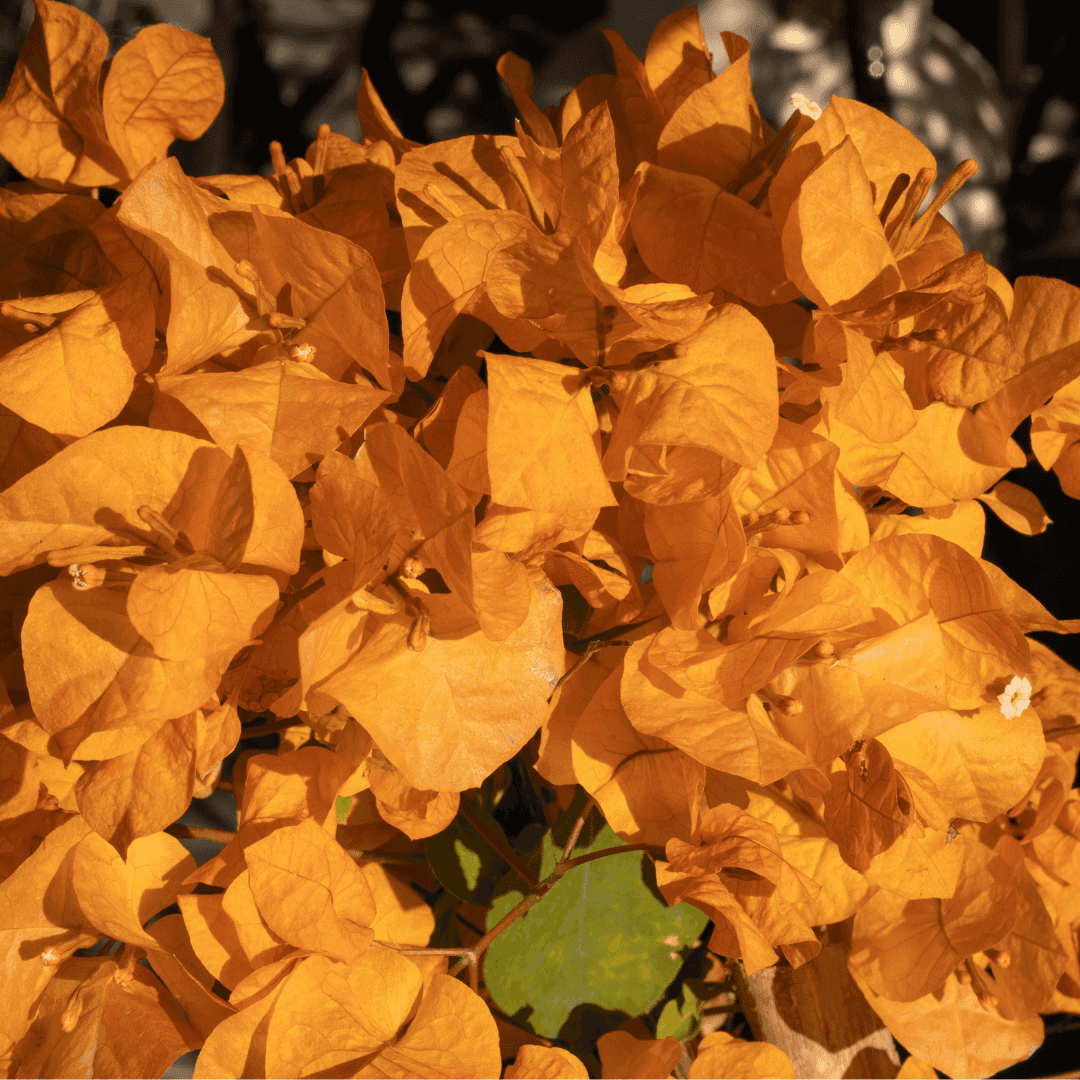 Beautiful Blooming Orange King Bougainvillea Plant with Vibrant Orange Foliage