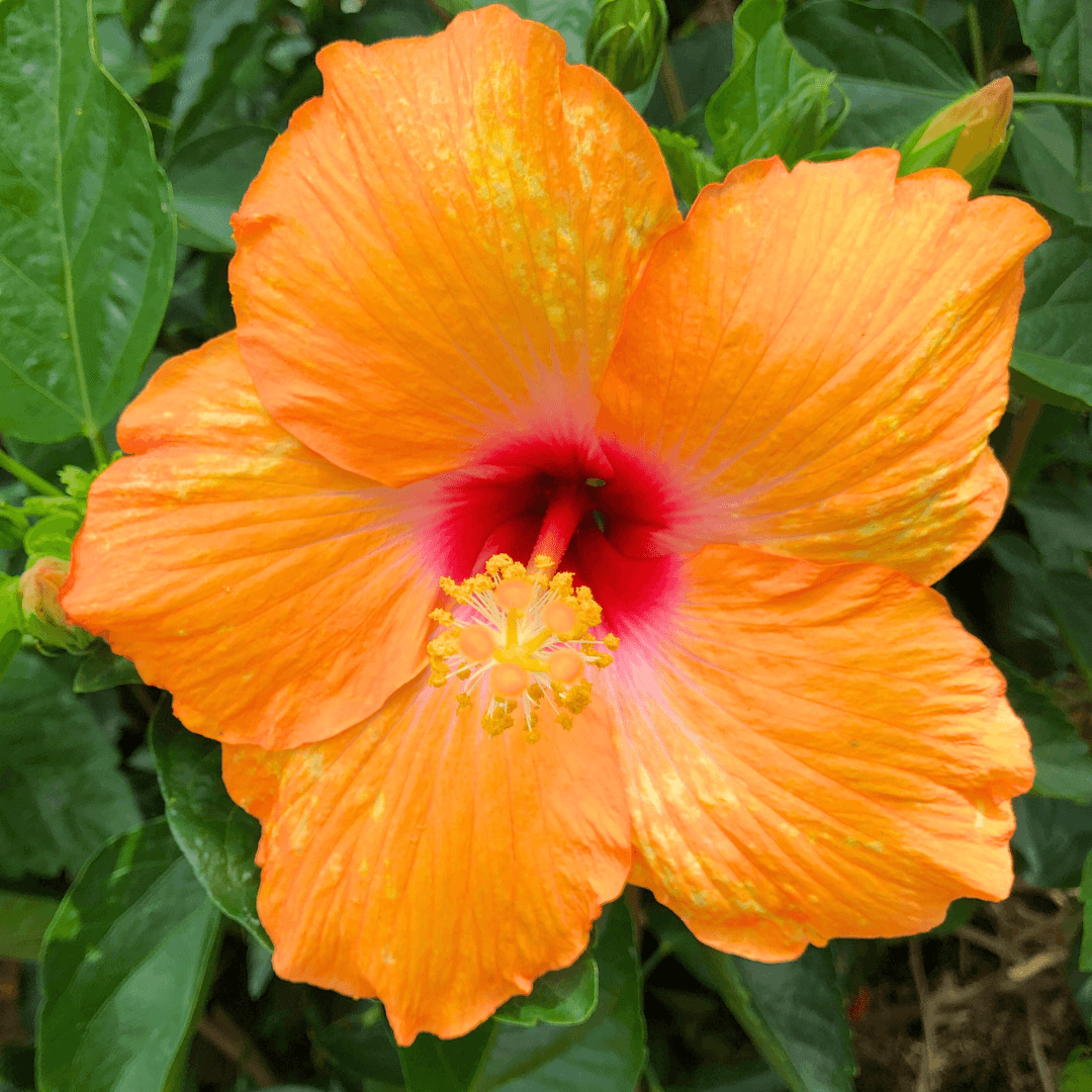 Orange Hibiscus Flower
