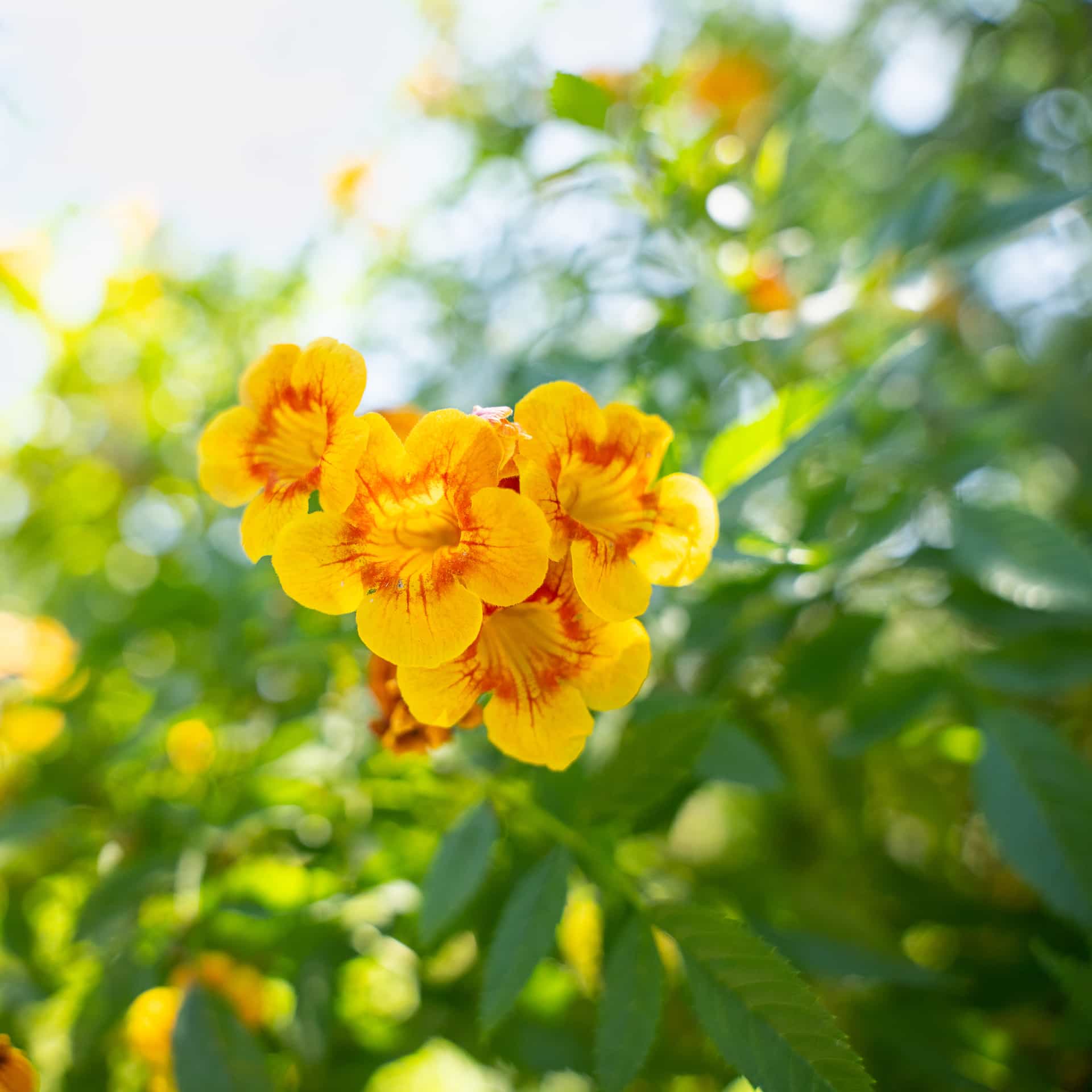 Orange Jubilee
