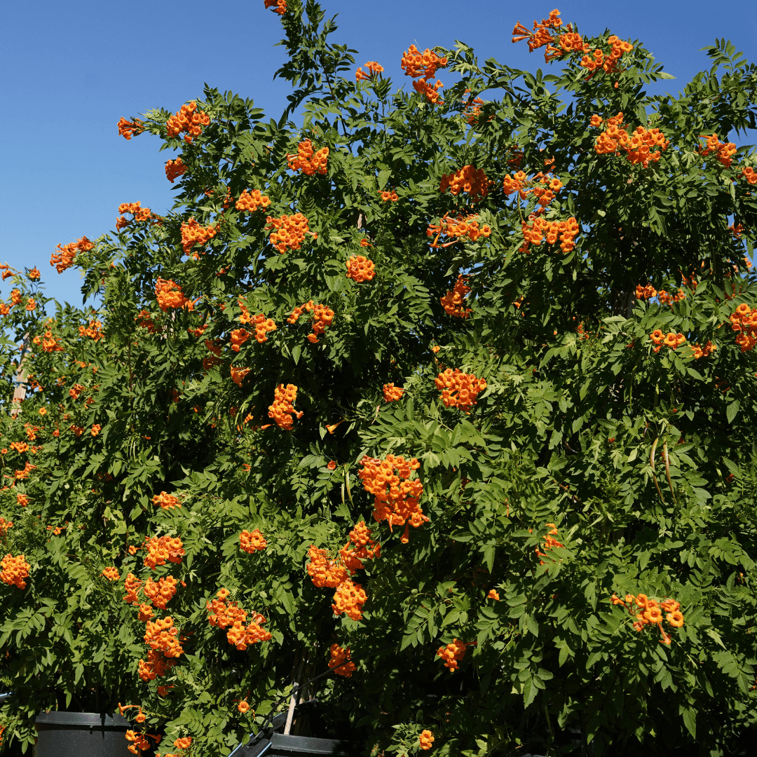 Mature Dense Orange Jubilee Hedge with Vibrant Orange Flowers in Bloom