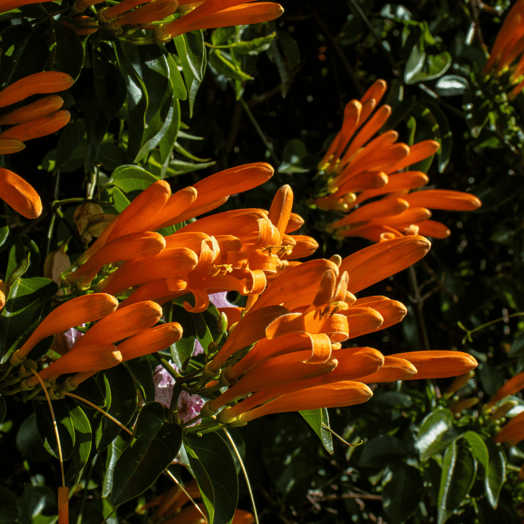 Mature Blooming Orange Trumpet Tree With Beautiful Vibrant Orange Flowers