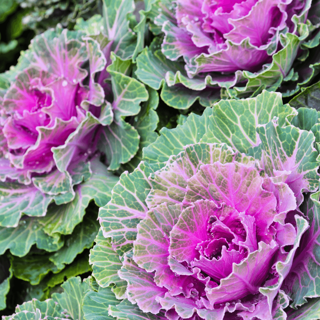 Colorful Ornamental Cabbage Potted
