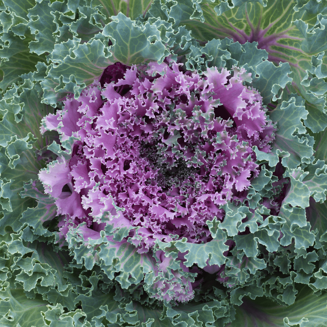 Colorful Ornamental Kale Potted