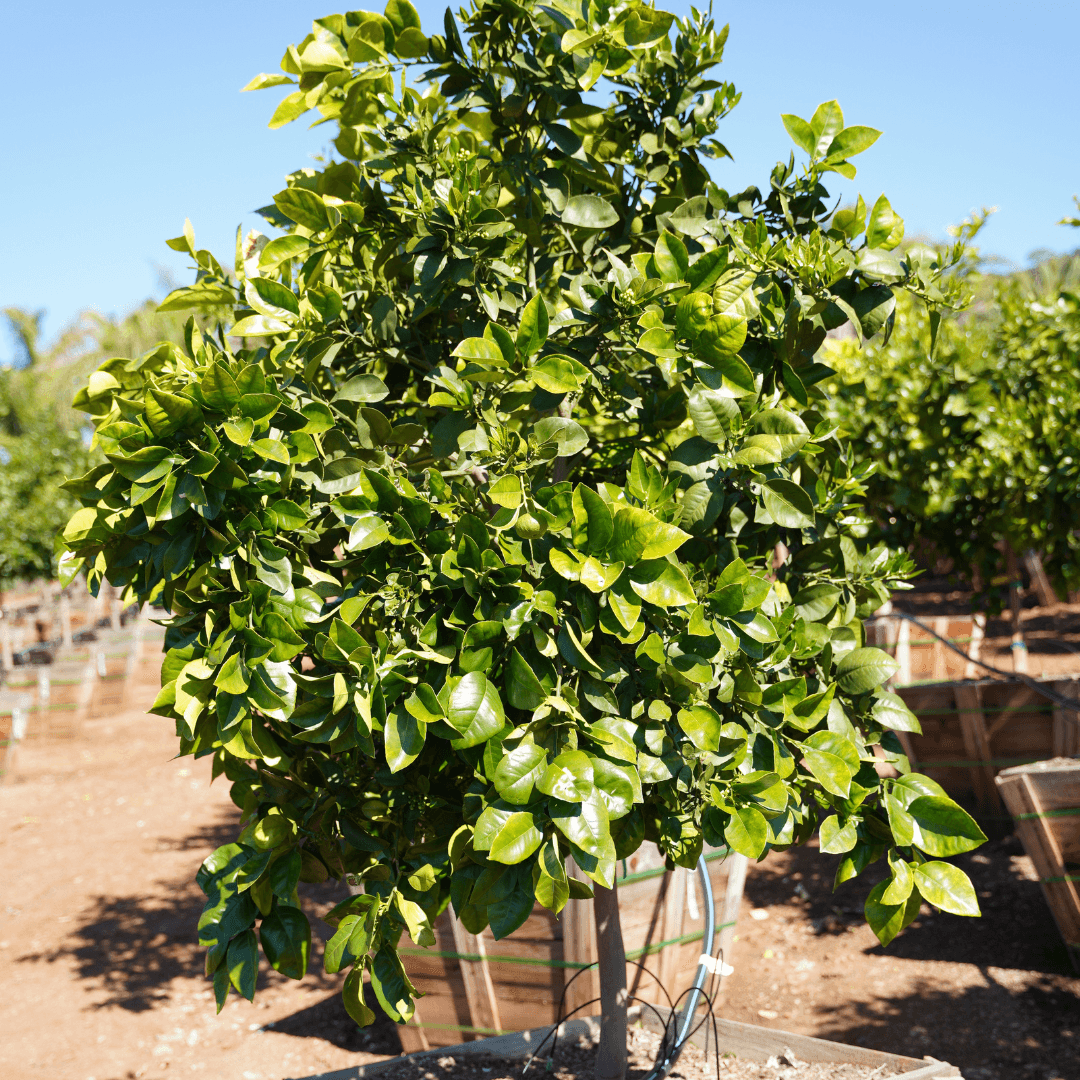 Mature Oro Blanco Grapefruit Tree