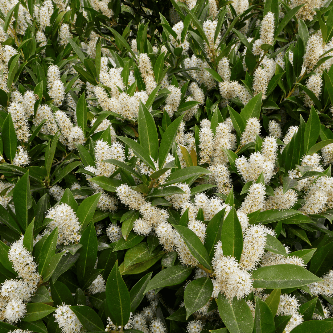 Dense and Lush Otto Luyken English Laurel Blooming with White Flowers