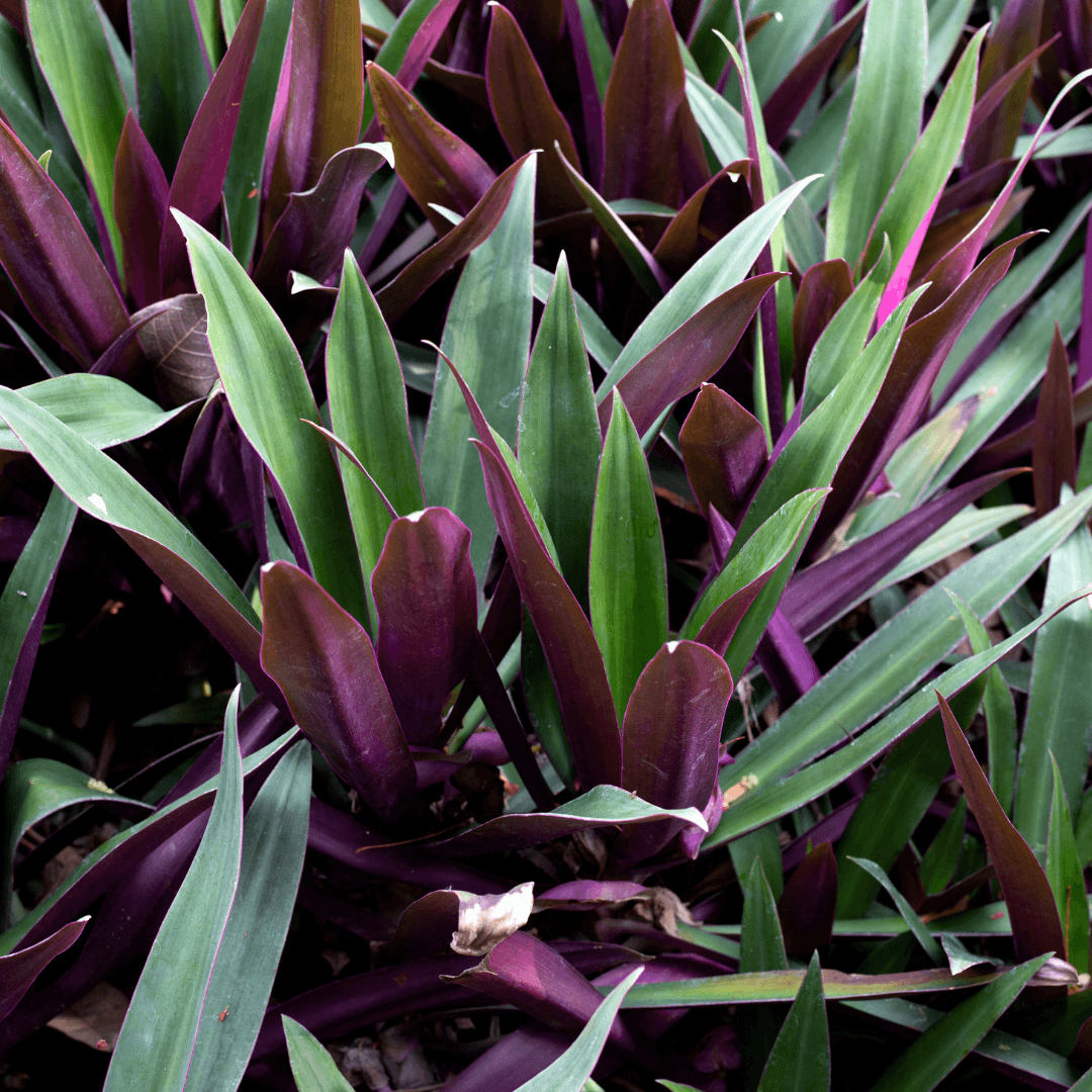Beautiful Dense Oyster Plant with Color Planted