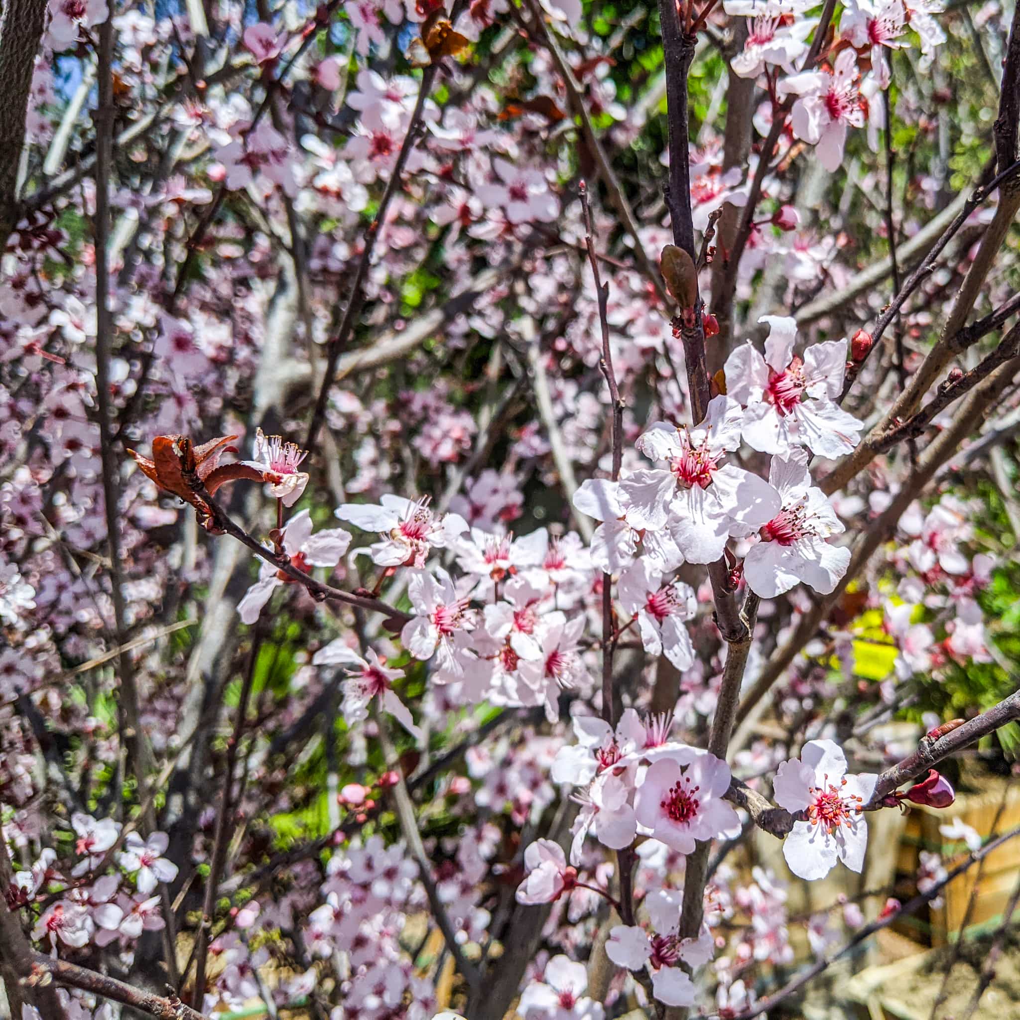Purple Leaf Plum