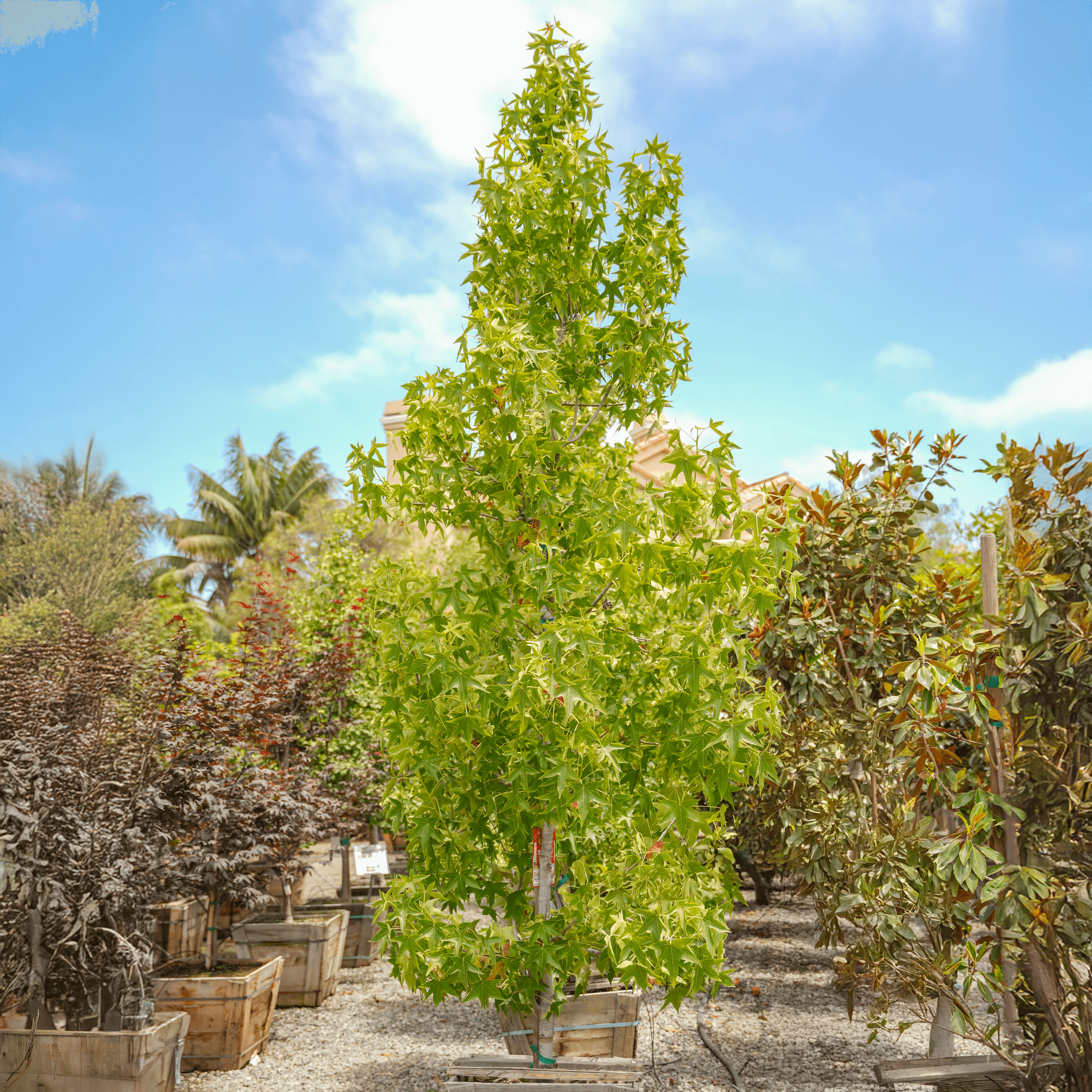 Sweet Gum