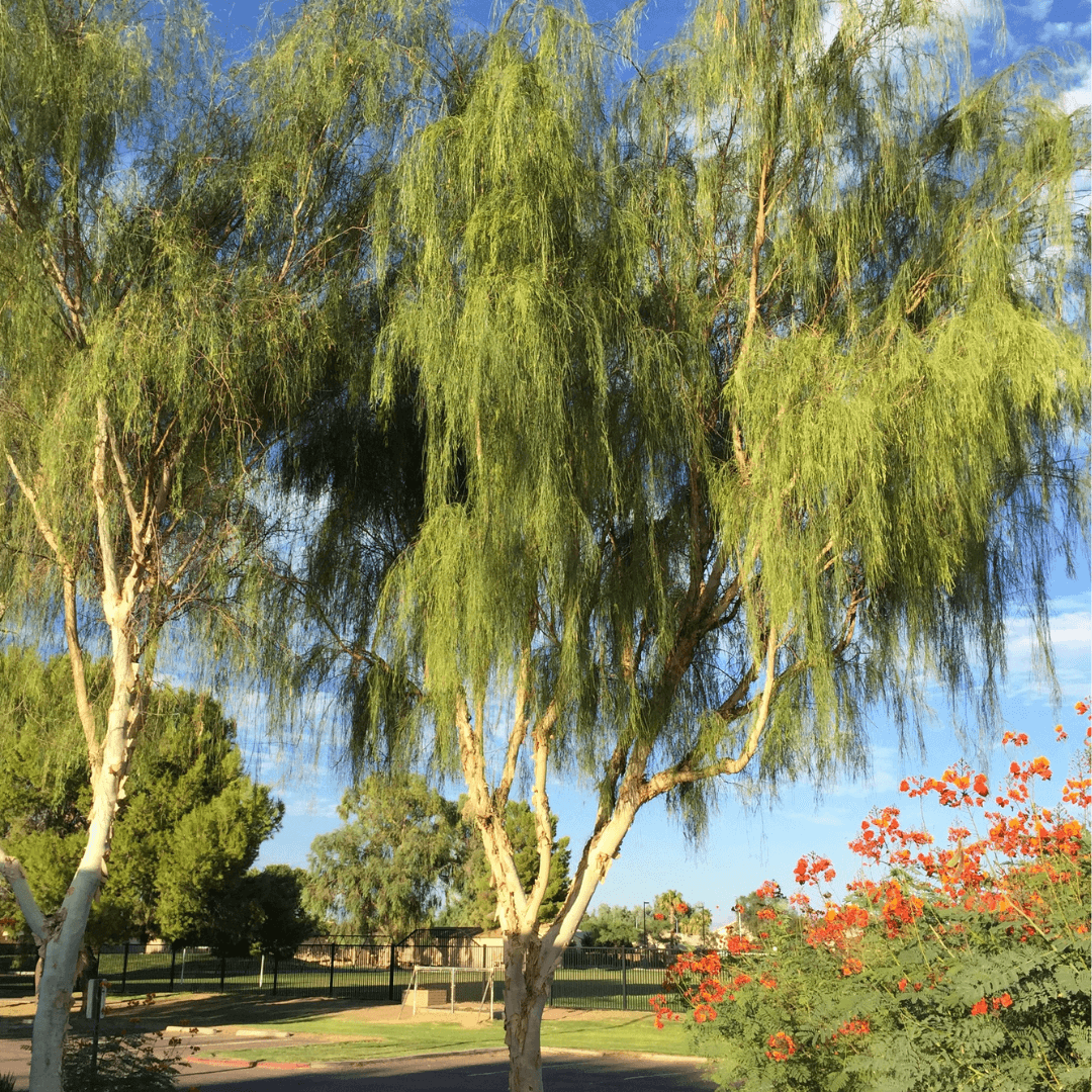 Mature Palo Blanco Planted on Golf Course