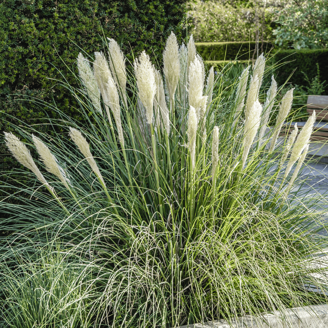 Beautiful Mature Pampas Grass Planted with Colorful Plumes