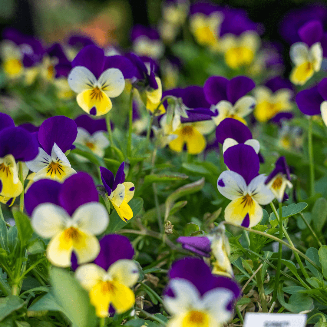 Beautiful Blooming Pansies Potted