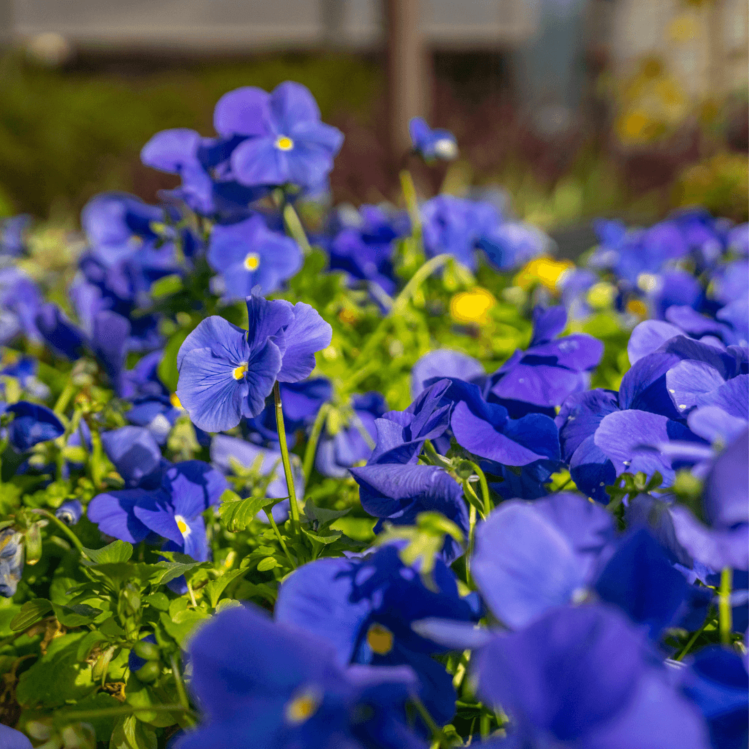 Beautiful Blooming Pansies