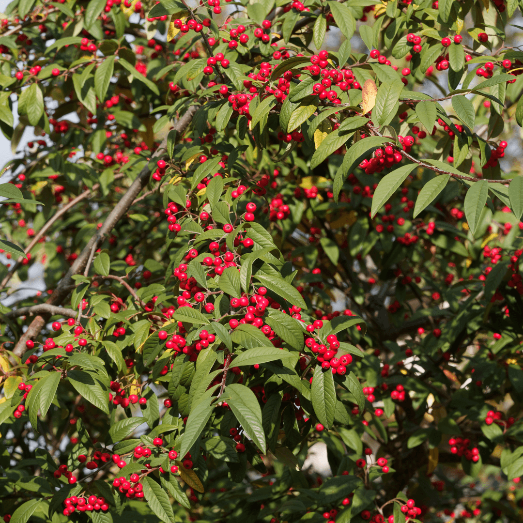 Mature Dense Parney Cotoneaster Plant with Vibrant Red Berries 