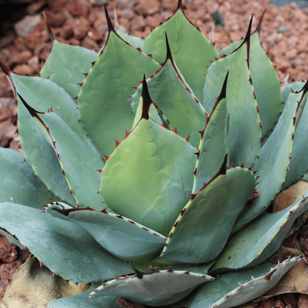 Parry's Agave | Cacti Agave and More | Moon Valley Nurseries
