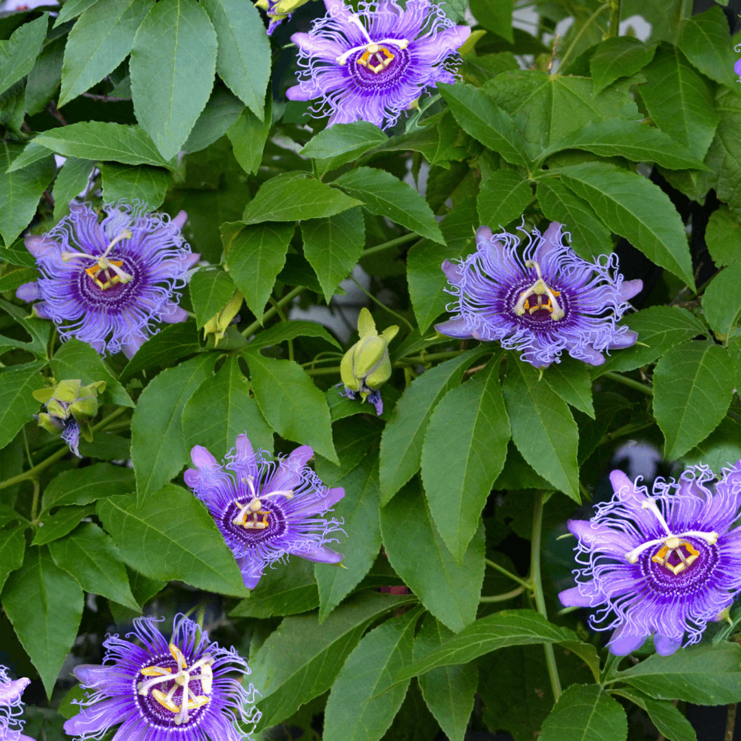 Beautiful Blooming Passion Flower Vine