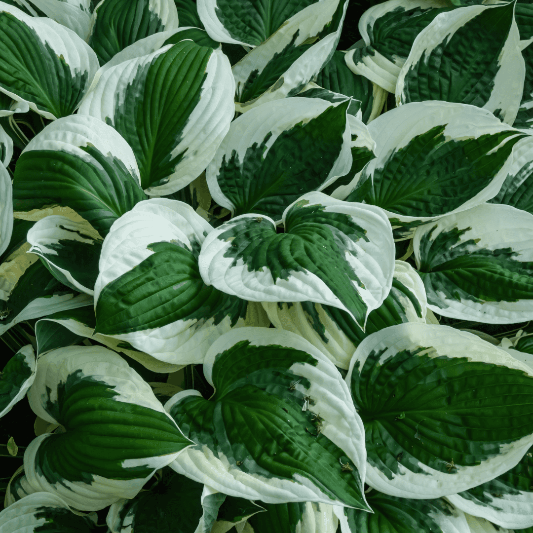 Lush Vibrant Patriot Hosta Foliage