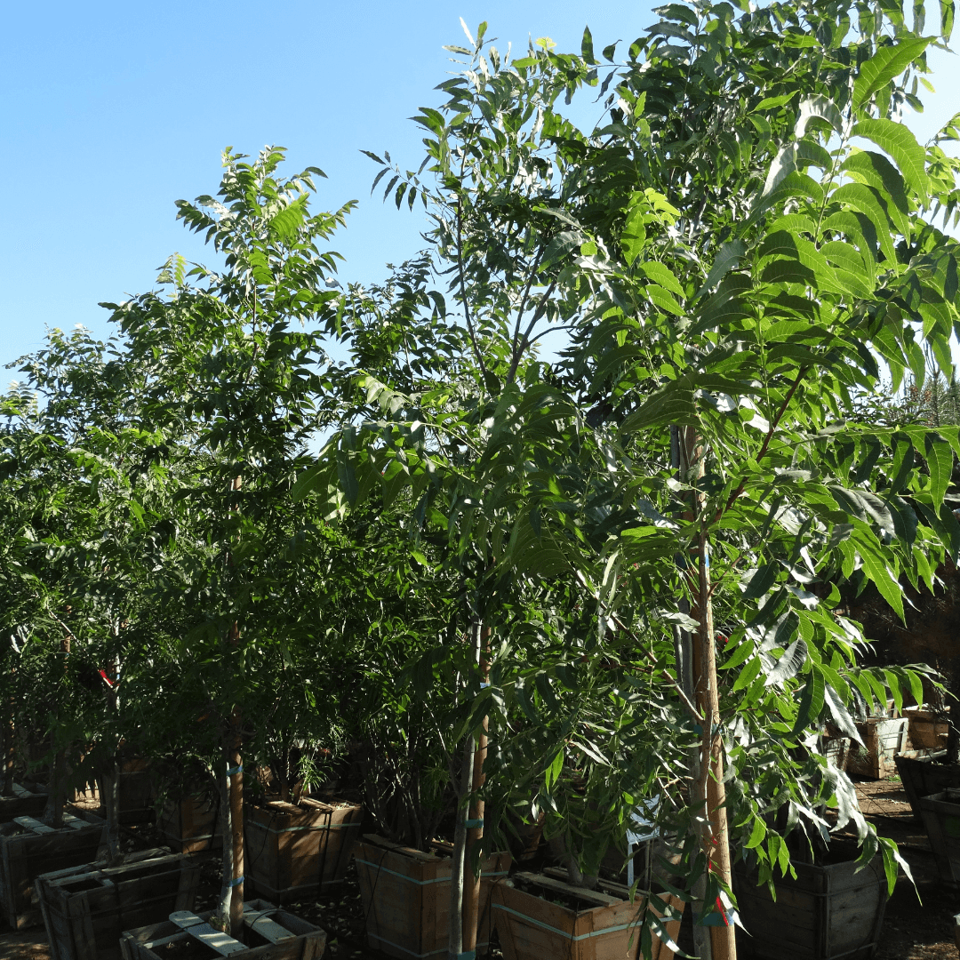 Row of Mature Dense Pawnee Pecan Trees In Nursery 