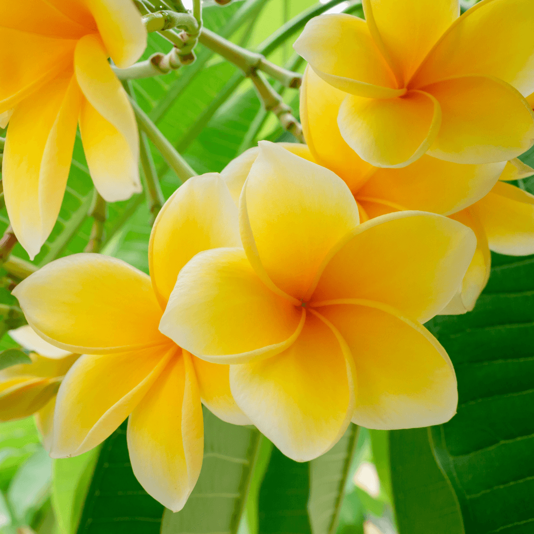 Plumeria 'Peach Scented Yellow' Close-up With Vibrant Blooming Yellow Flowers